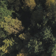 Lade das Bild in den Galerie-Viewer, Poster Herbstbäume im Wald Quadrat
