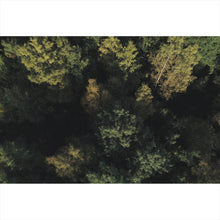 Lade das Bild in den Galerie-Viewer, Aluminiumbild Herbstbäume im Wald Querformat
