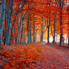 Lade das Bild in den Galerie-Viewer, Aluminiumbild gebürstet Herbstmorgen im Wald Quadrat
