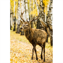 Lade das Bild in den Galerie-Viewer, Acrylglasbild Hirsch im herbstlichen Wald Hochformat
