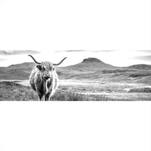 Lade das Bild in den Galerie-Viewer, Poster Schottisches Hochlandrind Panorama
