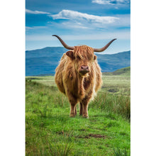 Lade das Bild in den Galerie-Viewer, Acrylglasbild Hochlandrind Schottland Hochformat
