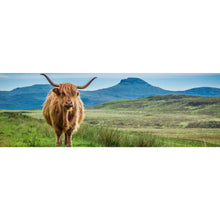 Lade das Bild in den Galerie-Viewer, Poster Hochlandrind Schottland Panorama
