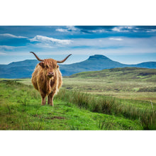 Lade das Bild in den Galerie-Viewer, Leinwandbild Hochlandrind Schottland Querformat
