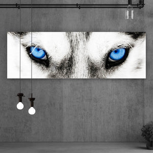 Spannrahmenbild Husky mit blauen Augen Panorama