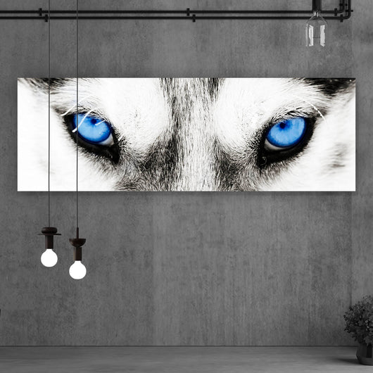 Aluminiumbild Husky mit blauen Augen Panorama