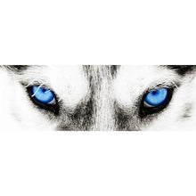 Lade das Bild in den Galerie-Viewer, Acrylglasbild Husky mit blauen Augen Panorama
