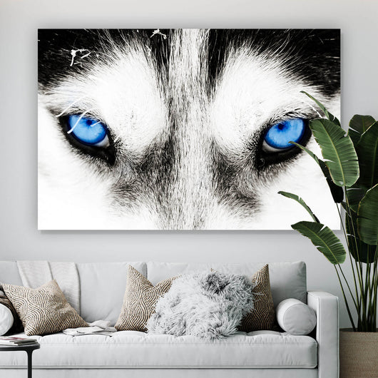 Poster Husky mit blauen Augen Querformat