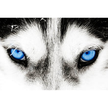 Lade das Bild in den Galerie-Viewer, Aluminiumbild gebürstet Husky mit blauen Augen Querformat
