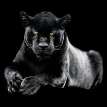 Lade das Bild in den Galerie-Viewer, Acrylglasbild Jaguar auf schwarzem Hintergrund Quadrat
