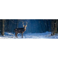 Lade das Bild in den Galerie-Viewer, Spannrahmenbild Junger Rothirsch im Winterwald Panorama
