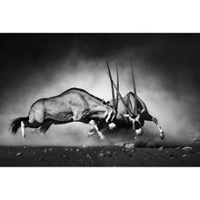 Lade das Bild in den Galerie-Viewer, Leinwandbild Kämpfende Antilopen Querformat

