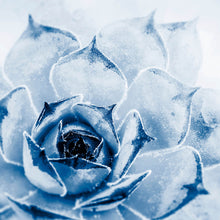 Lade das Bild in den Galerie-Viewer, Leinwandbild Kaktus Sukkulente Blau Quadrat
