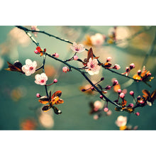 Lade das Bild in den Galerie-Viewer, Leinwandbild Kirschblüten am Ast Querformat
