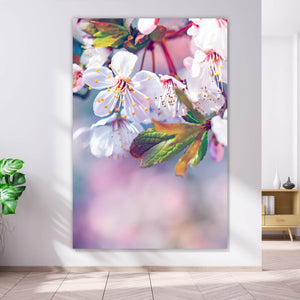 Acrylglasbild Kirschblüten im Frühling Hochformat