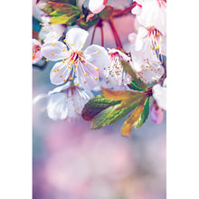 Lade das Bild in den Galerie-Viewer, Leinwandbild Kirschblüten im Frühling Hochformat
