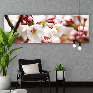 Aluminiumbild gebürstet Kirschblüten im Frühling No.1 Panorama