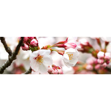 Lade das Bild in den Galerie-Viewer, Aluminiumbild gebürstet Kirschblüten im Frühling No.1 Panorama
