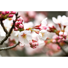 Lade das Bild in den Galerie-Viewer, Aluminiumbild Kirschblüten im Frühling No.1 Querformat
