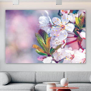 Aluminiumbild Kirschblüten im Frühling Querformat