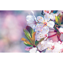 Lade das Bild in den Galerie-Viewer, Aluminiumbild Kirschblüten im Frühling Querformat
