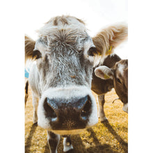 Lade das Bild in den Galerie-Viewer, Leinwandbild Kühe auf Weide Hochformat
