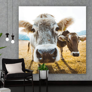 Spannrahmenbild Kühe auf Weide Quadrat