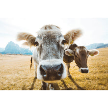 Lade das Bild in den Galerie-Viewer, Aluminiumbild gebürstet Kühe auf Weide Querformat
