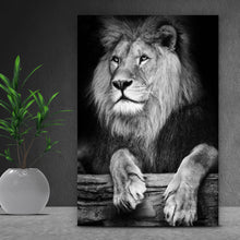 Lade das Bild in den Galerie-Viewer, Aluminiumbild gebürstet Löwen Portrait schwarz weiß Hochformat
