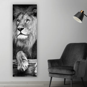 Aluminiumbild gebürstet Löwen Portrait schwarz weiß Panorama Hoch