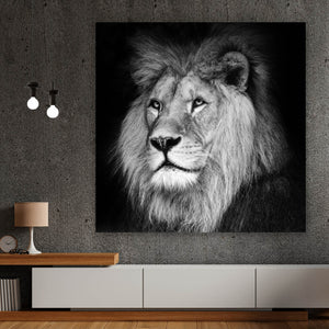 Aluminiumbild Löwen Portrait schwarz weiß Quadrat