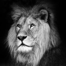 Lade das Bild in den Galerie-Viewer, Leinwandbild Löwen Portrait schwarz weiß Quadrat
