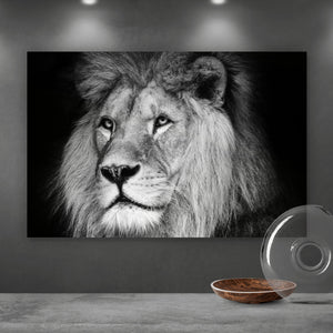 Aluminiumbild Löwen Portrait schwarz weiß Querformat