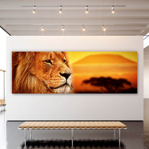 Aluminiumbild gebürstet Löwenportrait bei Sonnenuntergang Panorama