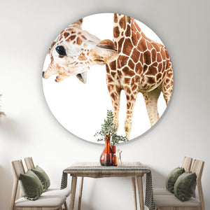 Aluminiumbild gebürstet Lustige Giraffe Kreis