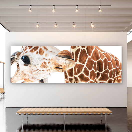 Aluminiumbild Lustige Giraffe Panorama
