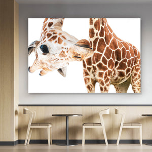 Aluminiumbild gebürstet Lustige Giraffe Querformat