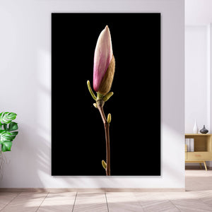 Acrylglasbild Magnolienblume auf schwarzem Hintergrund Hochformat