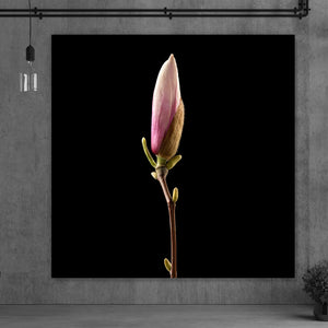 Acrylglasbild Magnolienblume auf schwarzem Hintergrund Quadrat