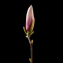 Lade das Bild in den Galerie-Viewer, Acrylglasbild Magnolienblume auf schwarzem Hintergrund Quadrat
