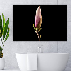 Acrylglasbild Magnolienblume auf schwarzem Hintergrund Querformat