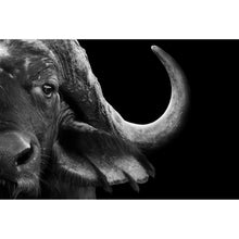 Lade das Bild in den Galerie-Viewer, Poster Nahaufnahme eines afrikanischen Büffels Querformat

