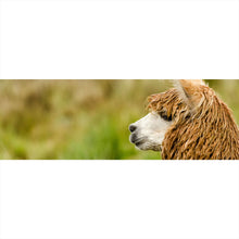 Lade das Bild in den Galerie-Viewer, Spannrahmenbild Nahaufnahme eines Alpaka Panorama
