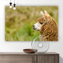 Lade das Bild in den Galerie-Viewer, Poster Nahaufnahme eines Alpaka Querformat
