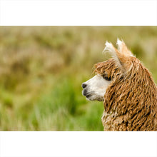Lade das Bild in den Galerie-Viewer, Leinwandbild Nahaufnahme eines Alpaka Querformat
