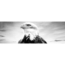 Lade das Bild in den Galerie-Viewer, Poster Nahaufnahme eines Weißkopfseeadlers Panorama

