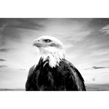 Lade das Bild in den Galerie-Viewer, Leinwandbild Nahaufnahme eines Weißkopfseeadlers Querformat
