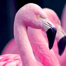 Lade das Bild in den Galerie-Viewer, Acrylglasbild Pinke Flamingos Quadrat
