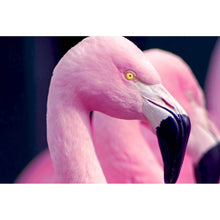 Lade das Bild in den Galerie-Viewer, Leinwandbild Pinke Flamingos Querformat
