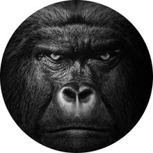 Lade das Bild in den Galerie-Viewer, Aluminiumbild Nahaufnahme Gorilla auf schwarzem Hintergrund Kreis
